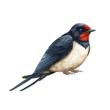 Swallow Bird Realistic Image. Watercolor Illustration. Hand Drawn Barn Swallow On White Background. Small Common Bird Image. Beautiful Wildlife Avian