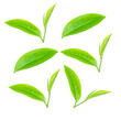 © sangsiripech - Green tea leaf collection isolated on white background