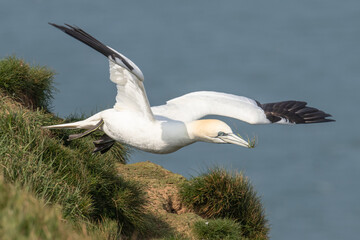 Wall Mural - gannet