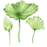 Fototapeta Tulipany - Lotus leaf watercolor hand drawn botanical illustration