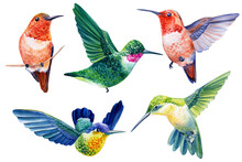 Collection Birds Hummingbird. Tropical Watercolor Illustration Isolated On White Background.