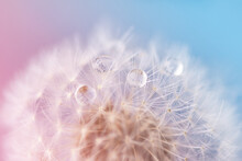 Dew Water Drops On Dandelion Seed, Macrophotography. Fluffy Dandelion Seed With Beautiful Raindrops.