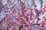 Fototapeta Kwiaty - kwitnące drzewa