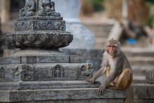 Kathmandu, Nepal- April 20,2022 : Rhesus Macaques Monkeys On The Ancient Stupas Of Swayambhunath Temple High Above Kathmandu.