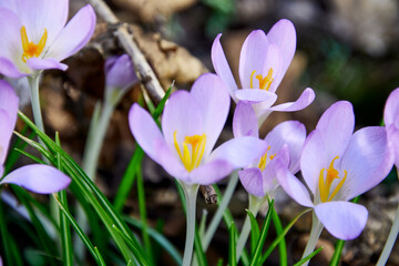 Wall Mural - wachsende Krokusse im Frühling auf dem Waldboden