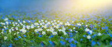 Spring Illusions And Anemones, Delicate Blue And White Spring Flowers. Omphalodes Verna