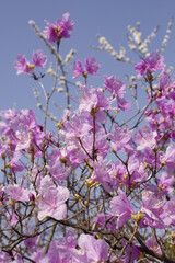 Wall Mural - Spring flowers, full bloom of azaleas. Azalea flowers to mark the beginning of spring. Flowers botanical garden
