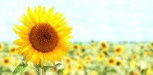 Bright Yellow Sunflower On Blurred Sunny Nature Background. Horizontal Summer Banner With Sunflowers Field