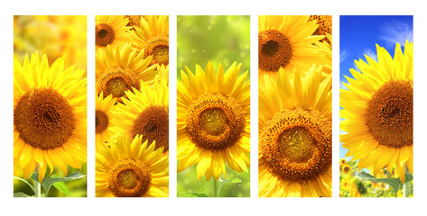 Fotomurales - Set of vertical nature banners with bright yellow sunflowers