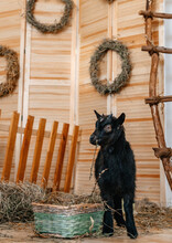 Goat, Little Goat, Farm, Village, Baby Goat, Hay, Haystack