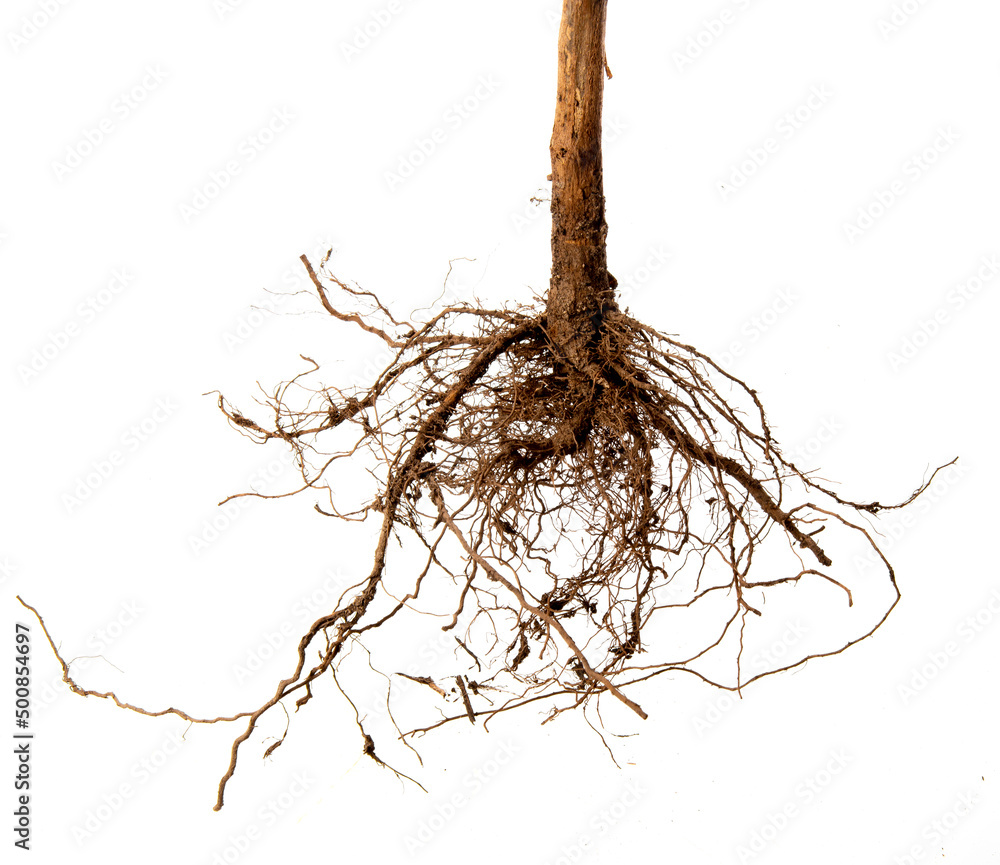 Tree roots silhouettes isolated on a white background Stock Photo ...