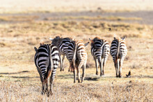 A Group Of Common Zebra Walking Through The Grasslands Of The Lake Nakuru National Park, Kenya