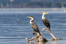 A Pair Of Great Cormorants Perched On A Dead Tree Branch In Lake Naivasha, Kenya. Plastic Fishing Netting Is Wrapped Around The Branch