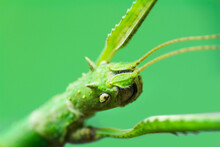 Macro Photo Of Green Walking Stick, Stick Bug, Phobaeticus Serratipes Head. Animal, Nature