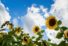 Sunflower Blooming Under Cloudy Sky