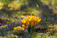 Yellow Crocus Flowers Blooming In Spring