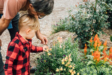 Boy With Grandfather Looking At Snapdragon Flowers In Garden