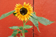 Bees Pollinating On Sunflower Grown In Front Of Red Wall