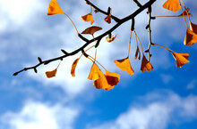 Ginkgo Tree Branch In Autumn