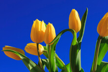 Yellow Tulips Blooming Against Clear Blue Sky