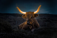 Bull In The Sunset