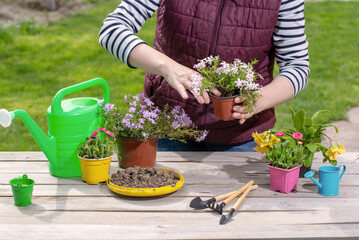 Wall Mural - Gardener holding a pot with plant in garden and planting flowers in pot with dirt or soil