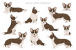 © a7880ss - Welsh corgi cardigan clipart. Different poses, coat colors set