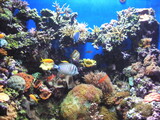 Fototapeta Do akwarium - Coral reef in Australia