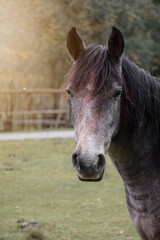 Wall Mural - brown horse portrait in the meadow