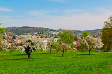 Wall Mural - Reinach im Kanton Aargau, Schweiz