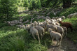 Troupeau de moutons dans les sous-bois d' Aiguilles , Massif du Queyras , Hautes-Alpes , France