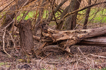 Wall Mural - A large tree broke off and fell over after a heavy storm