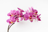 Planta orquidea