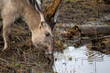 Trinkendes Wildpferd in karger Landschaft / Drinking wild horse in a barren landscape