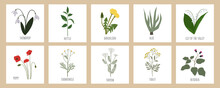 Wildflowers Postcard Set. Vector Illustration.