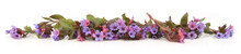 Wild Spring Forest Flowers Lungwort Isolated On White Background. Border Of Small Blue  Wildflowers Pulmonaria Obscura.