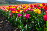 Fototapeta Tulipany - Field of many blooming pink, white, yellow and red tulips showing green stems. Close up and looking towards blue sky.