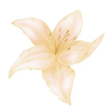 Isolated Lily Flower, Watercolor Illustration Of A Yellow Flower