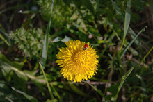 A Red Ladybug On A Branch Of A Blooming Yellow Dandelion In The Green Grass On A Sunny Morning. Yellow Dandelion Flower With Ladybug Among Green Grass. Selective Focus.