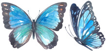 Watercolor Blue Morpho Butterfly
