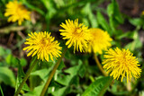 Fototapeta Dmuchawce - Yellow blooming spring dandelions on a background of green grass