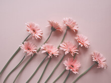 Layout Of Pink  Gerbera Flower On Pink Background In A Row. Minimalist Floral Concept. Pink Daisy Flowers Bouquet. Valentines Day Romantic Background. Pastel Pink Aesthetic. Layout, Card, Copy Space.