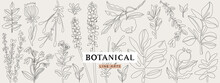 Botanical Line Art Collection. Floral Outline Elements For Print, Logo, Poster, Card Design.