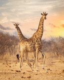 Fototapeta  - Two giraffes in the Etosha National Park. Namibia