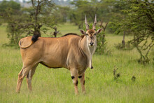 Eland Bull, The Biggest Antelope In The African Bush Looking At Camera While Swaying Tail. Wild Animal Seen On Safari In Masai Mara, Kenya