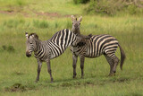 Fototapeta Sawanna - Two zebra stallions in the bush during rutting season. One missed a kick on the other one on the head. African wildlife safari in Masai Mara, Kenya