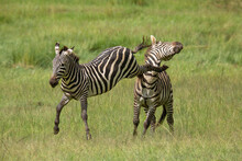 Two Zebra Stallions In The Bush During Rutting Season. One Kicks The Other One In The Head. African Wildlife Safari In Masai Mara, Kenya