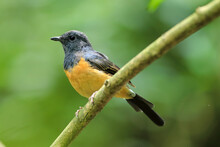 A Female White-rumped Shama Perching On Branch, Copsychus Malabaricus.
