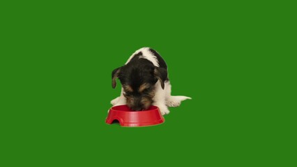 Wall Mural - dog eats food from a bowl on green screen