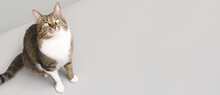 Banner With Shorthair Domestic Tabby Cat Sitting On A Gray Background And Looking Up.